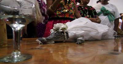 Mexican mayor marries alligator wearing wedding dress before giving new bride a kiss