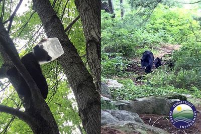 Bear cub rescued after getting head stuck in plastic jug