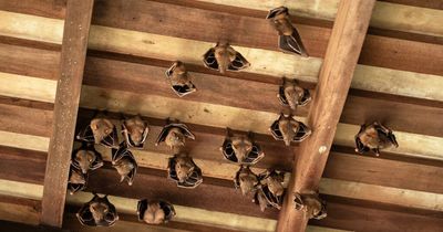 Bank evacuated as swarm of 50 bats descends on queuing customers after infestation
