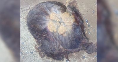 World's biggest jellyfish with 'nasty' sting invade beauty spot
