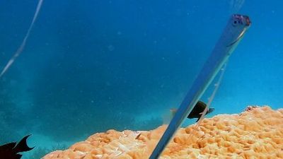 Oarfish spotted on the Great Barrier Reef during snorkel swim