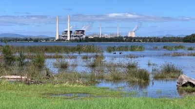 High heavy-metal levels found in bird feathers near NSW coal-fired power stations