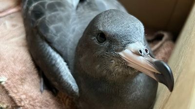 Scientists say eating plastic could be to blame for Lord Howe Island seabird deaths