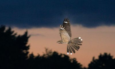 Country diary: A crepuscular date with a dancing silhouette