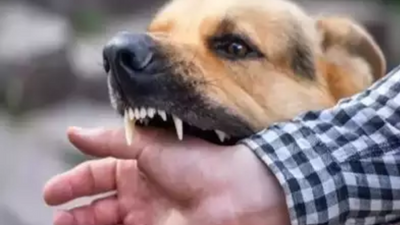 Karnataka: Five-year-old boy attacked by stray dogs