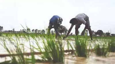 Karnataka: Pre-monsoon showers prompt farmers to proceed with sowing in Dharwad