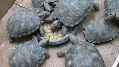 Rare tortoises lay eggs in southern Thailand