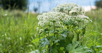 Urgent giant hogweed warning issued as UK's 'most dangerous' plant spreads across Glasgow