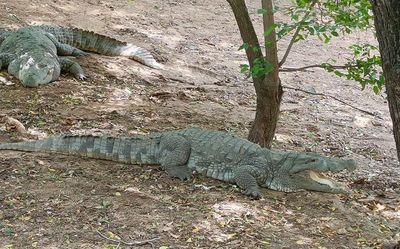 Madras Crocodile Bank Trust defends decision to shift 1,000 crocodiles to Gujarat