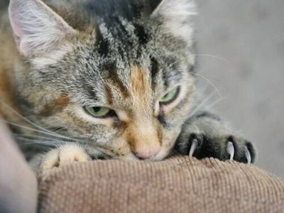 Why is my cat scratching the furniture? The answer might surprise you