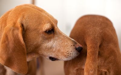 Just like dogs, we use our noses to select our friends