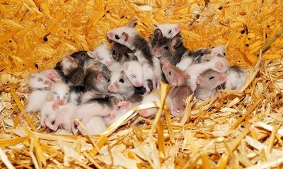 Stress-triggered sleep might help mice to cope with later anxiety: Research