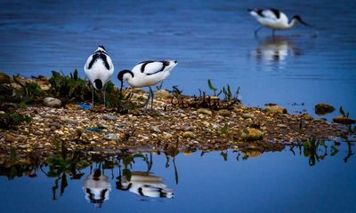Could nuclear plant ruin Suffolk haven for avocets, bitterns and harriers?