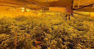 Police seize £500,000 worth of cannabis in huge unit raid