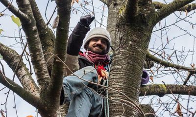 Living in a tree is the only way to save it from pointless destruction