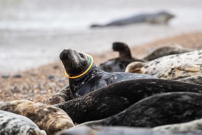 Seals are dying from plastic pollution