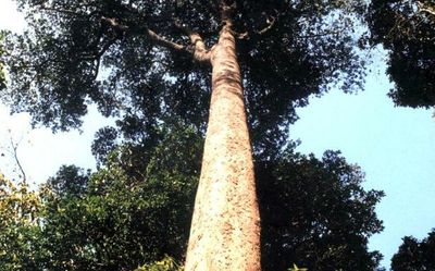 Saving Chenkurinji from climate change