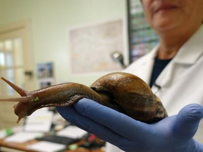 Florida officials plan to eradicate giant African land snails, again