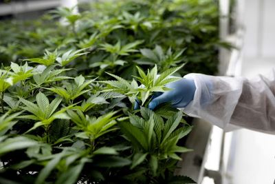 Medicinal cannabis company gets good news in tough market