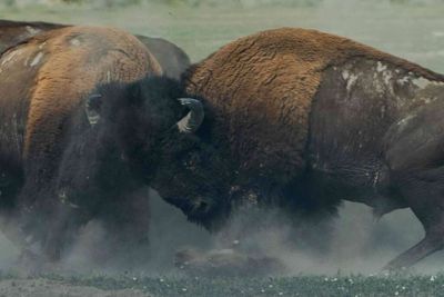 Dining out on the hypothetical bisons of Madagascar