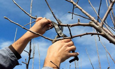 Colder and wiser: how to keep plants alive in the Australian winter