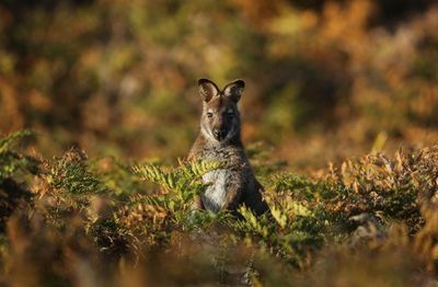 ‘Heartbreaking’: millions of native animals killed under Tasmania’s property protection permits