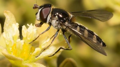 Could flies be the back-up species to pollinate crops in place of bees?