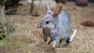 Bilbies translocated from Currawinya National Park to Great Sandy Desert boost hopes for species' survival