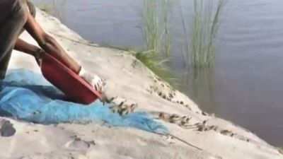 148 newly hatched gharials released into Gandak river