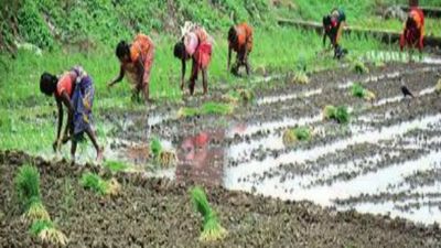 Bihar: Rain brings smile on farmers' face