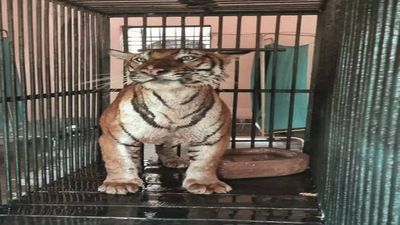 Tigress which killed 5 persons brought to zoo for observation