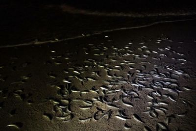 Sex on the beach: a beloved California fish wriggles ashore to spawn
