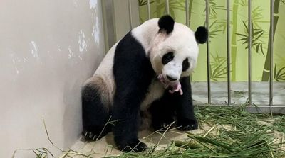 Fossil Discovery Solves Mystery of How Pandas Became Vegetarian
