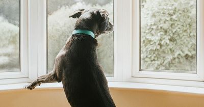 Mum fumes at neighbour and demands they make changes to their dog's behaviour