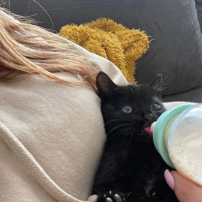 ‘Feisty’ kitten named Smudge ‘missing one of its nine lives’ after it was rescued from motorway