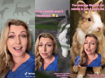 TikTok vet highlights plight of pet rabbits in the UK