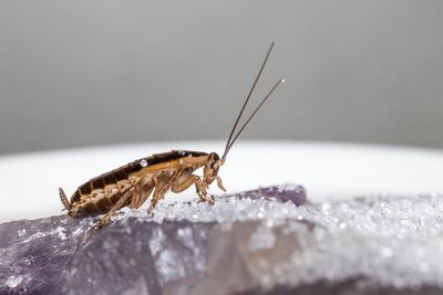 Mutant roaches go on a sugar diet