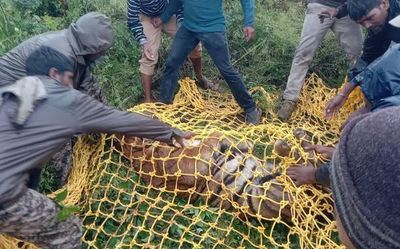 Bandipur tigress on the prowl captured