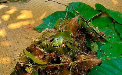 With GI tag, Mayurbhanj’s superfood ‘ant chutney’ set to find more tables