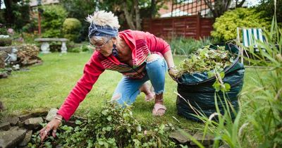 The 'criminal' plants which could land you a fine if you grow them in your garden