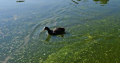 Scots council bans locals from popular loch over health fears as blue-green algae discovered