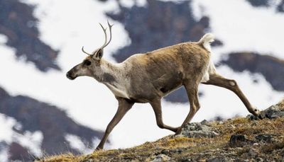 ‘America the Beautiful’: Gorgeous nature series offers so much to see, from sea to shining sea