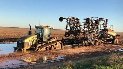 NSW wheat and canola farmers face 50 per cent yield loss after record rainfall