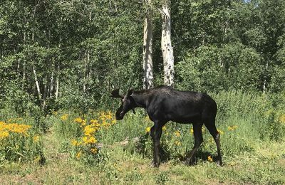 Watch: Three moose on the loose visit Utah golf course, take a dip in nearby swimming pools