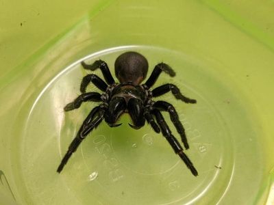 Funnel web venom could treat heart attacks