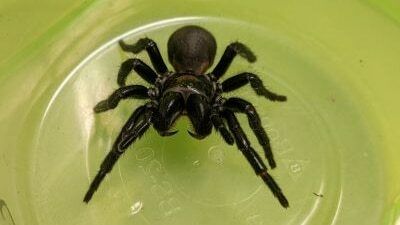 Heart attack treatment using K’gari funnel-web spider venom one step closer to human trial