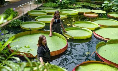 Newly identified waterlily species is world’s largest