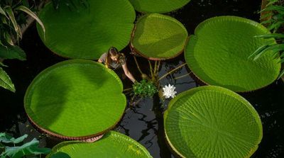 Kew Gardens Announces New Giant Waterlily Species