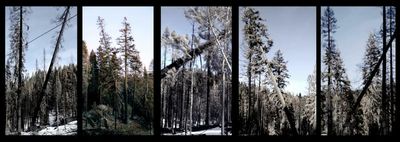 ‘Like a disaster movie’ – the film about the felling of California’s giant fire-poisoned sequoias