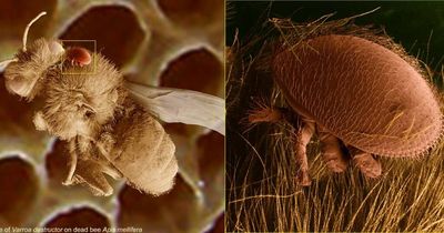 Bee parasite found in Narrabri linked to Newcastle